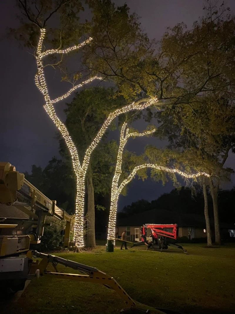 Crew wrapping trees with Christmas lights from a man lift